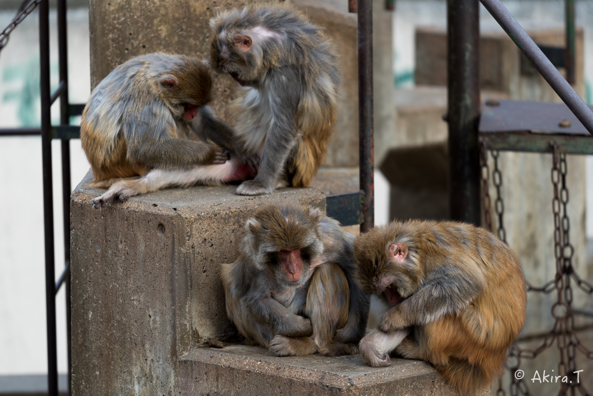 京都市動物園 -3-_f0152550_215034.jpg