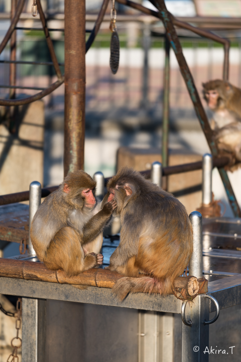 京都市動物園 -3-_f0152550_21504483.jpg