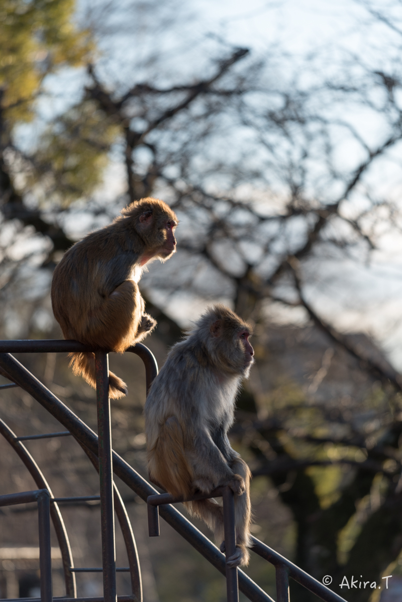 京都市動物園 -3-_f0152550_2151191.jpg