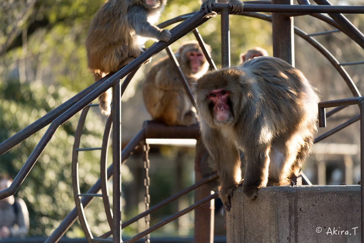 京都市動物園 -3-_f0152550_21513249.jpg