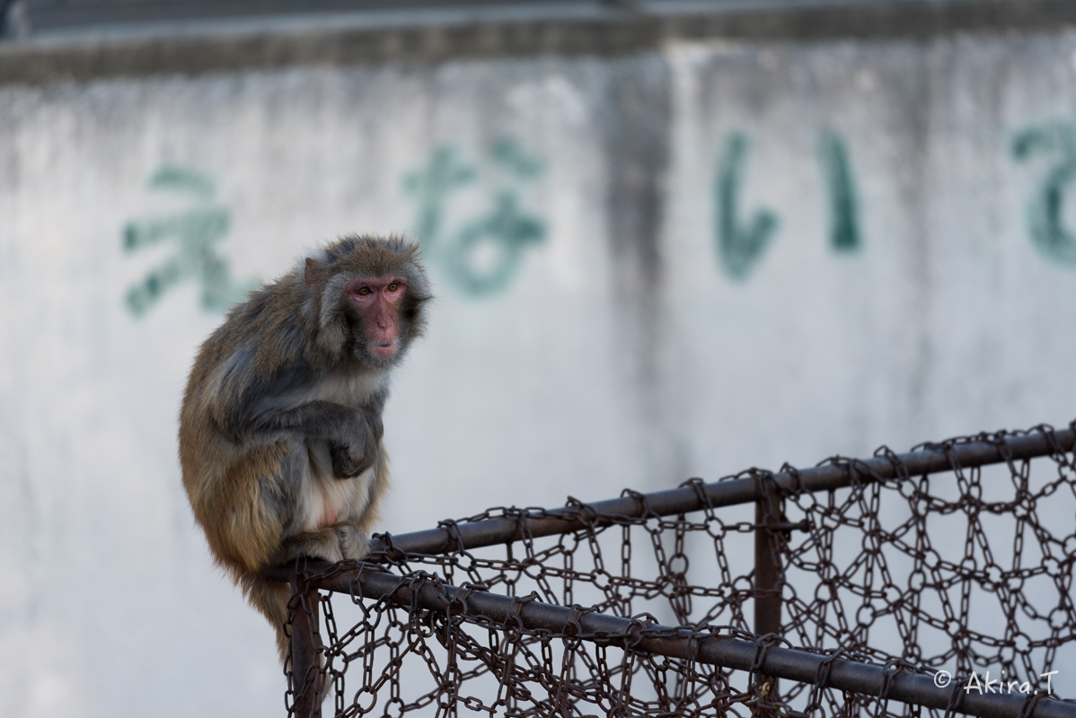 京都市動物園 -3-_f0152550_21521212.jpg