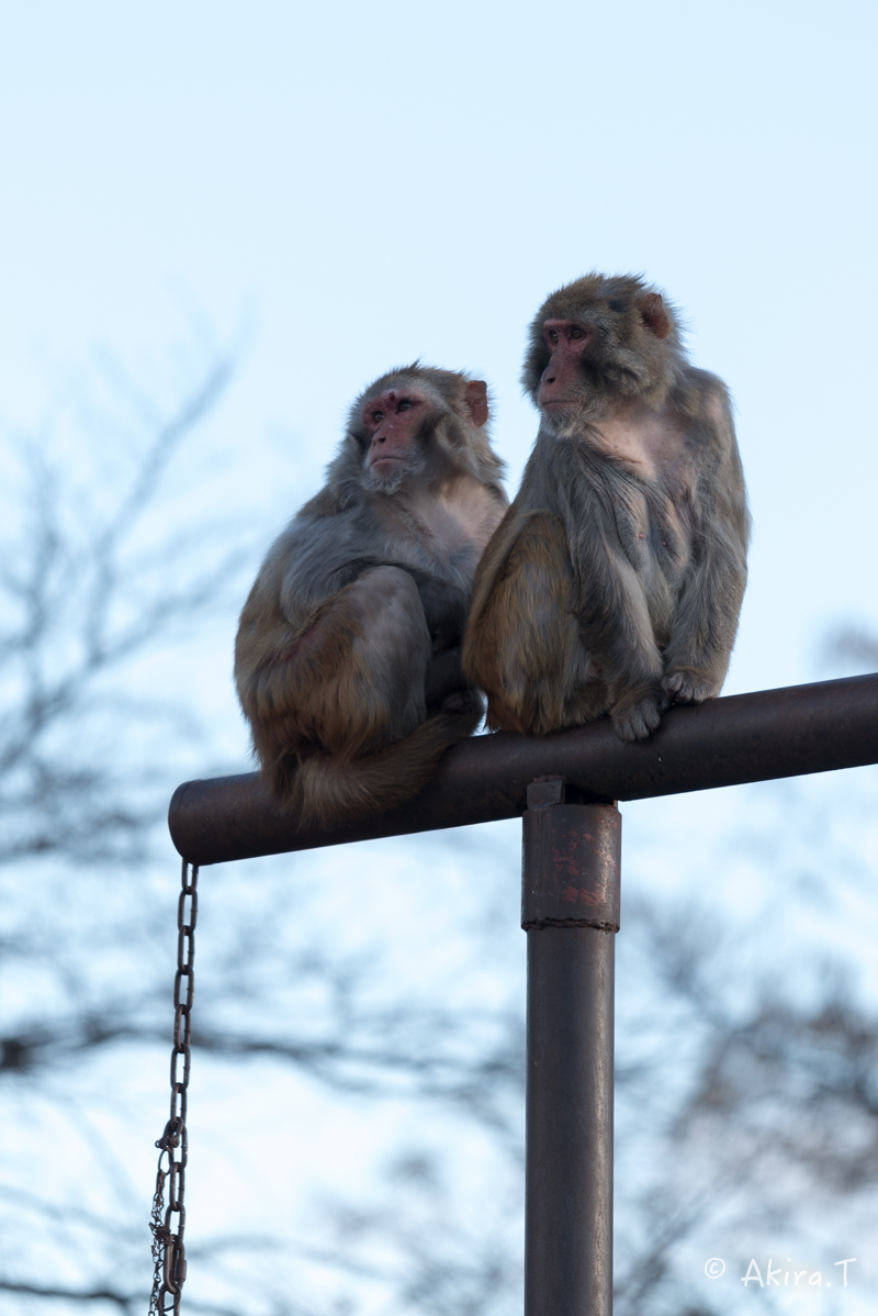 京都市動物園 -3-_f0152550_21523017.jpg