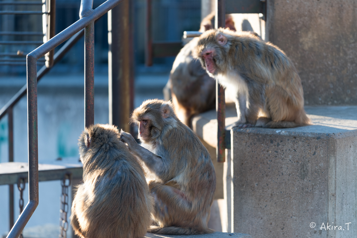 京都市動物園 -3-_f0152550_215344.jpg