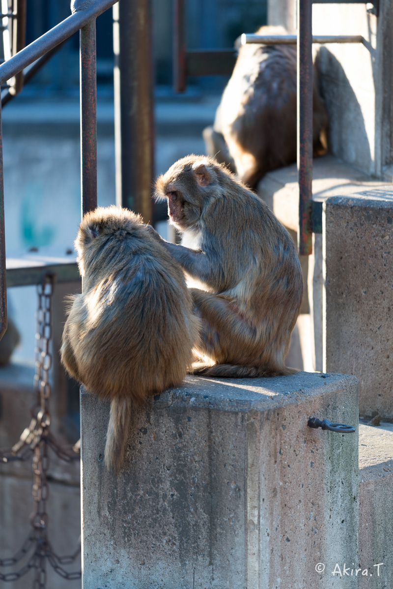 京都市動物園 -3-_f0152550_2153527.jpg