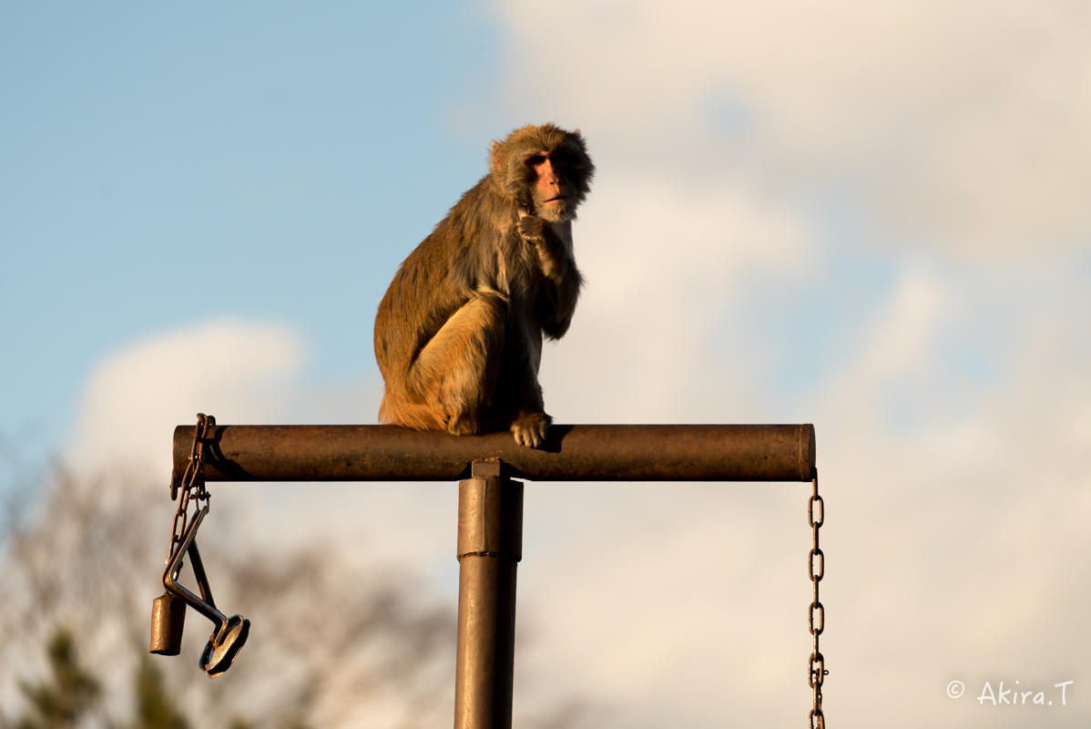 京都市動物園 -3-_f0152550_21541490.jpg