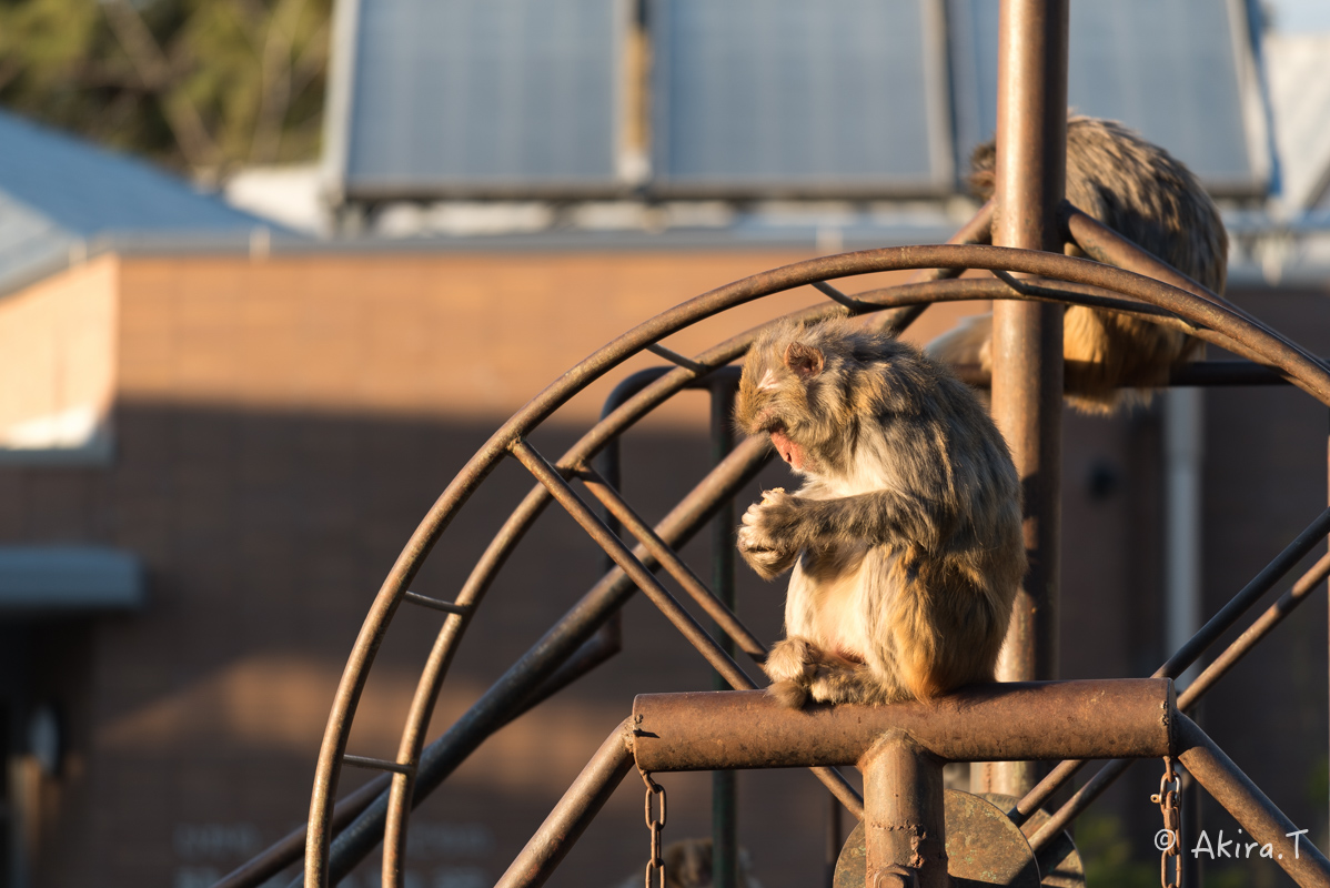 京都市動物園 -3-_f0152550_21543557.jpg