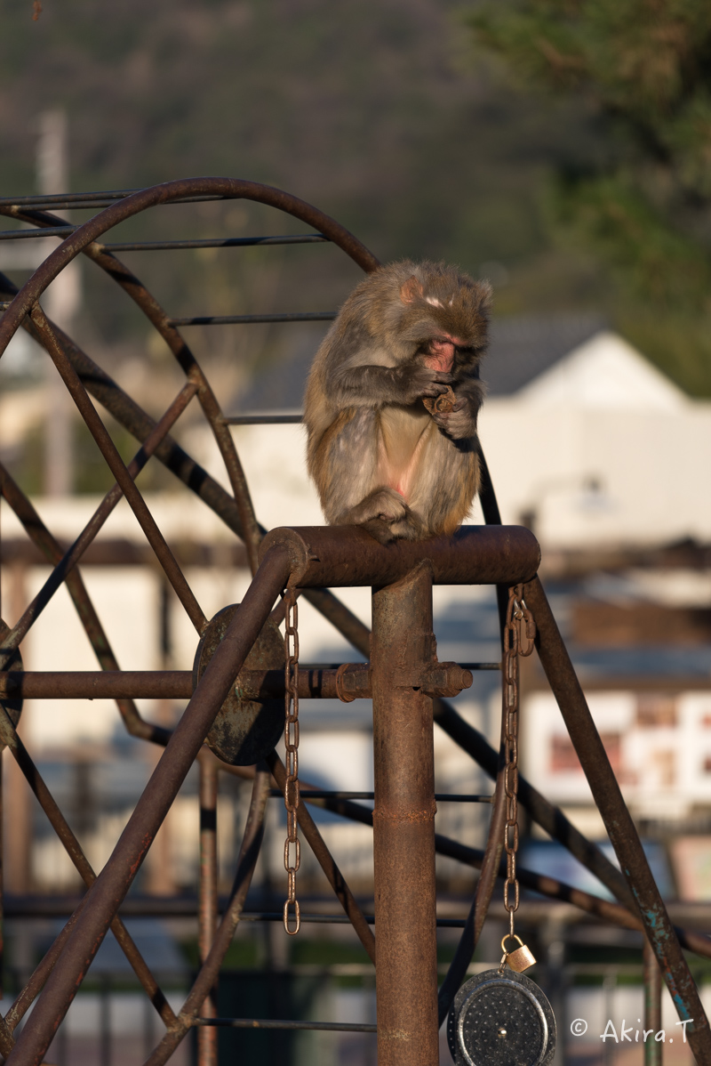 京都市動物園 -3-_f0152550_21545841.jpg