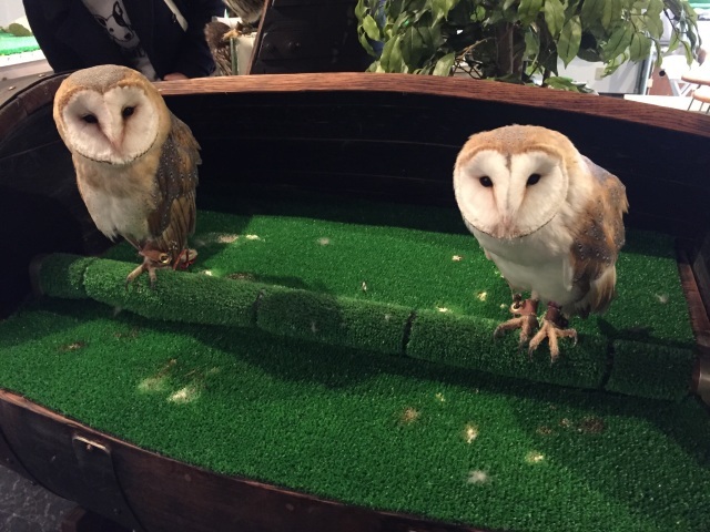 フクロウカフェ_f0353154_22323290.jpg