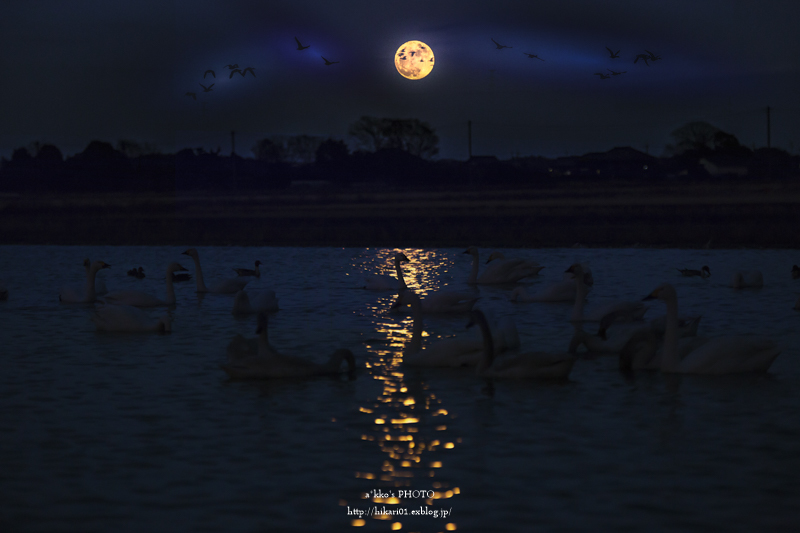 Beautiful night -swan-_e0342760_23472259.jpg