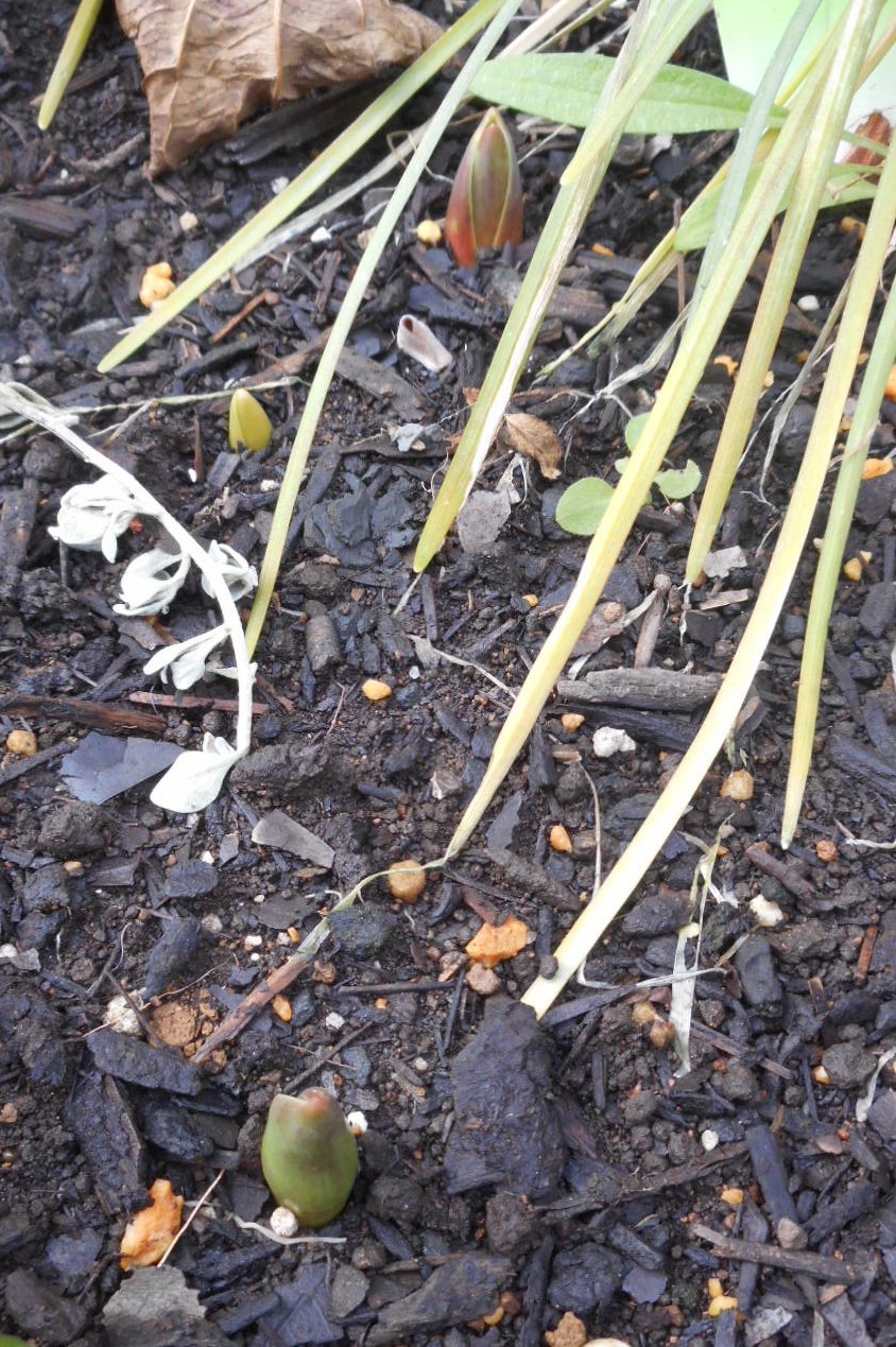 冬の花の進捗状況_c0336266_09160328.jpg