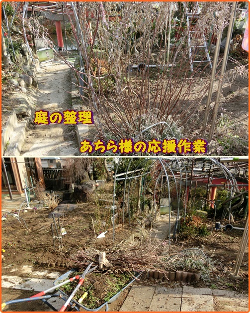 花壇と畑の草取り ・・・②むこう様も応援、並木橋のコスモス後始末_d0007071_15342449.jpg