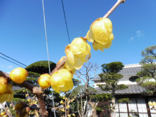 e0046477_763569.jpg