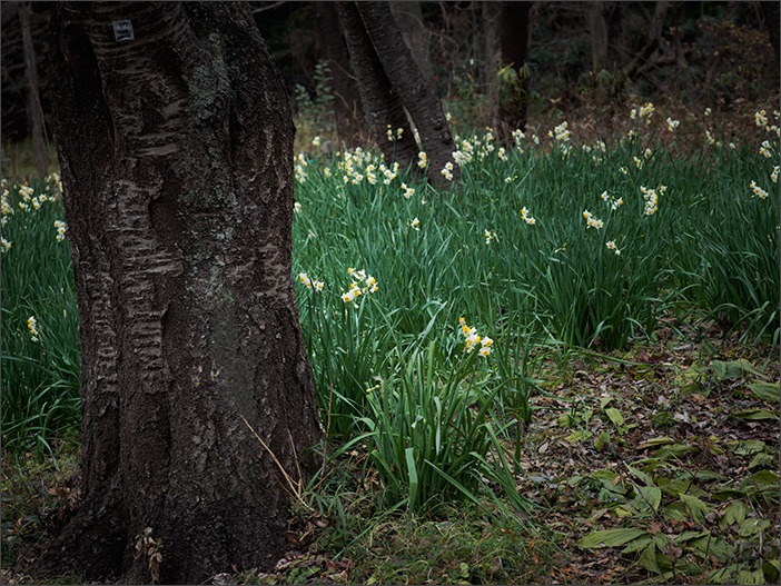 野川の水仙花畑_a0161380_6371938.jpg