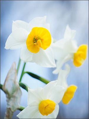 野川の水仙花畑_a0161380_6521146.jpg
