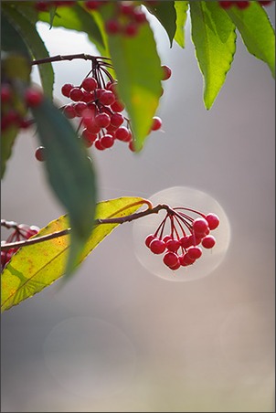 野川の水仙花畑_a0161380_722785.jpg