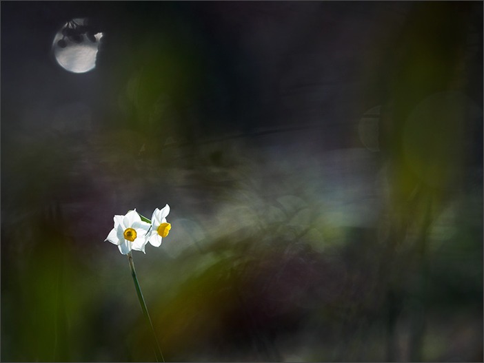 野川の水仙花畑_a0161380_8162085.jpg