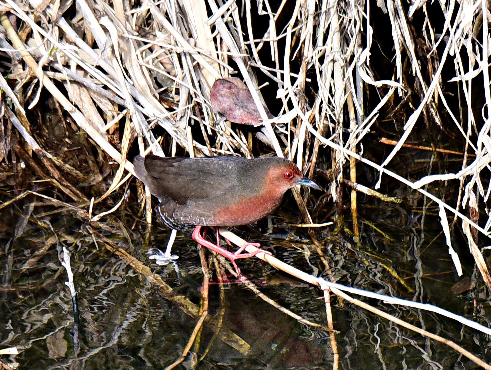 21016年２月　野鳥_c0176183_1530054.jpg