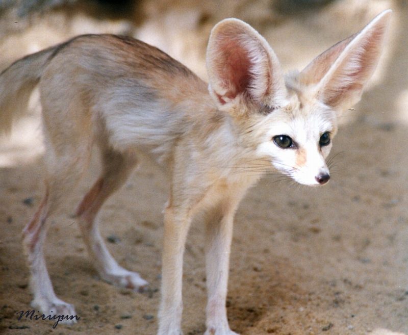 砂漠でキツネ 追記版 写真でイスラーム 砂漠でキツネ 追記版 写真でイスラーム