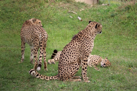 アドベンチャーワールド チーターの食事タイム どうぶつたちと私