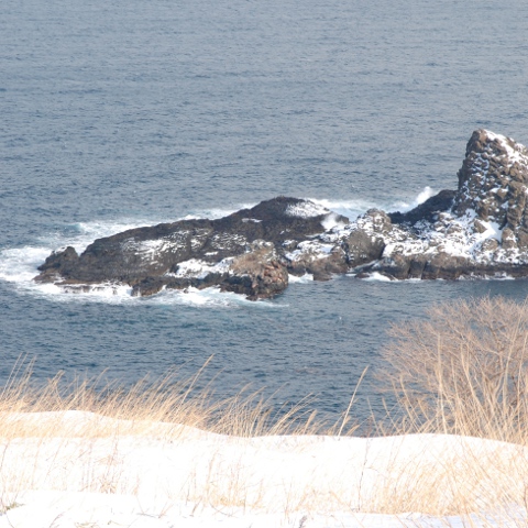 小樽の海にたくさんの野生のトドが_c0125899_16133986.jpg