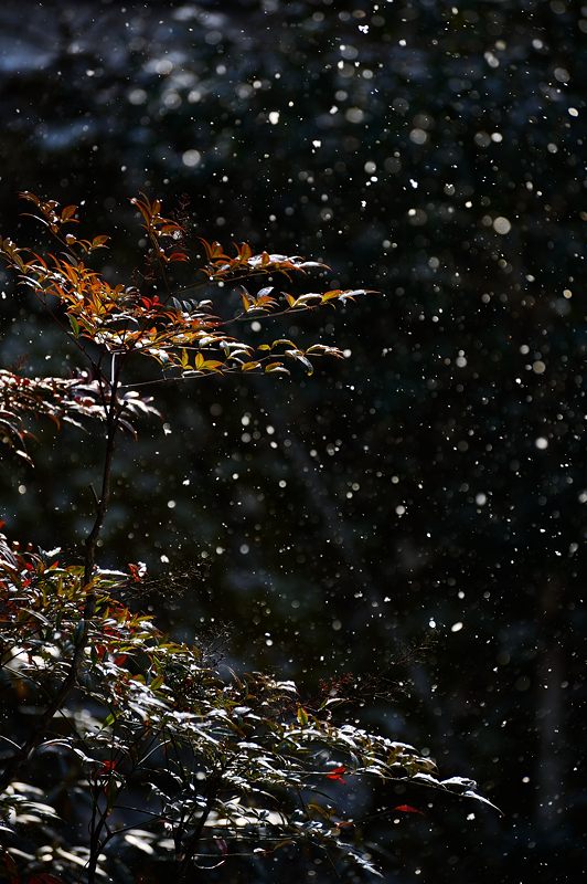 大原雪景色 其の六・実光院_f0032011_19402627.jpg