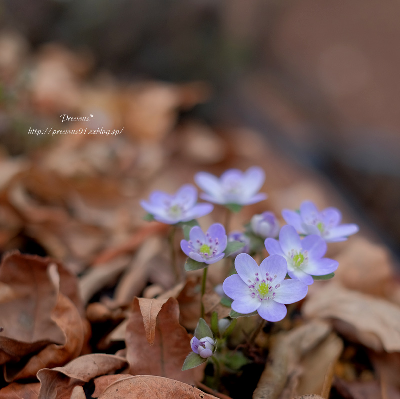 雪割り草。_c0101341_2281242.jpg