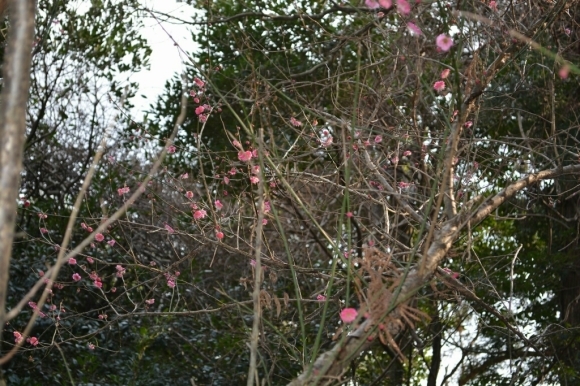 a0201743_05503535.jpg