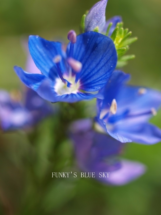 （春待ち気分で）青い花*_c0145250_10184739.jpg