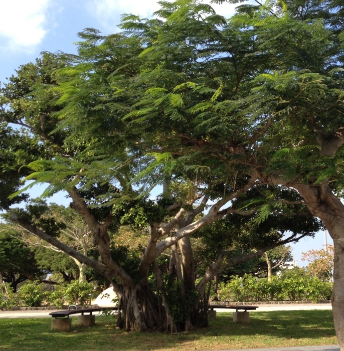 沖縄 新都心公園 天久公園 のガジュマルの木 コユリリーの 沖縄絵葉書 Postcards Of Okinawa