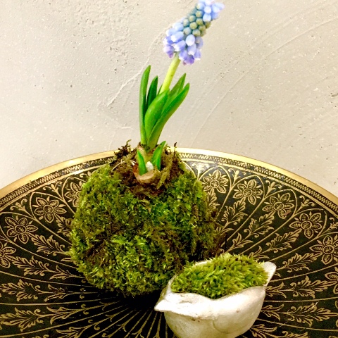 立春に ヒヤシンスの苔玉作り 春よこい♪_a0138976_19145984.jpg