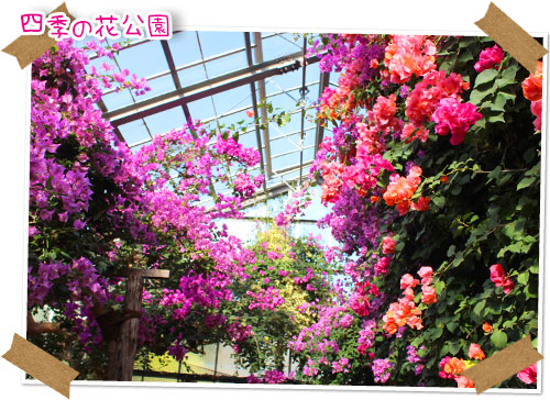 2016年1月1７日　伊豆四季の花公園　_b0024183_1740253.jpg