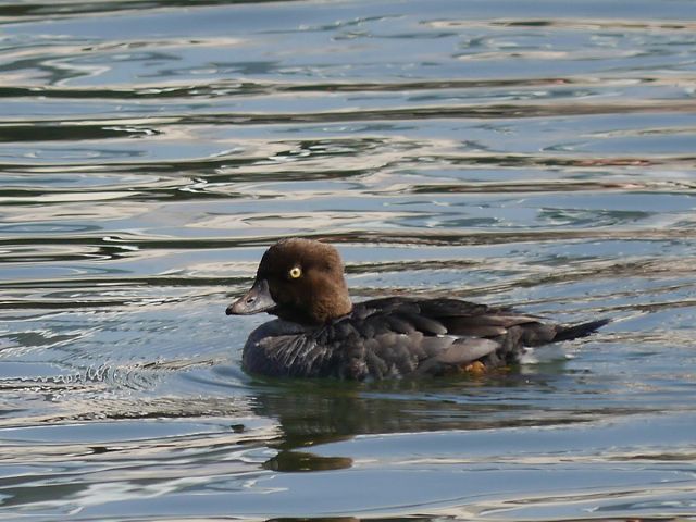 旧江戸川河口のホオジロガモと 、、_d0088184_17133448.jpg