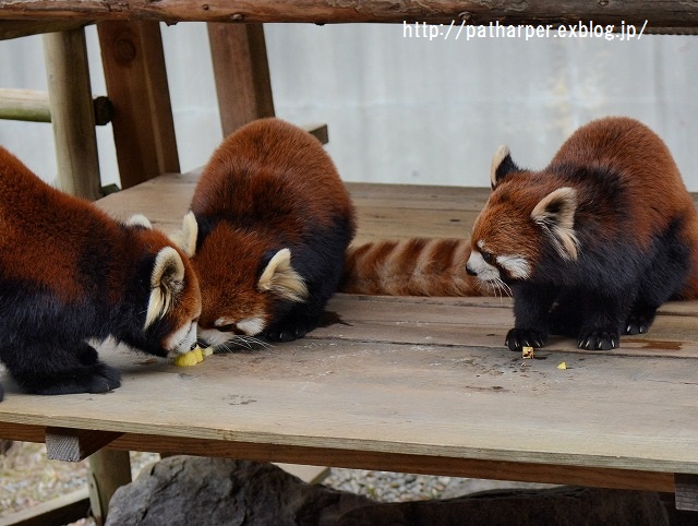 ２０１５年１２月　とくしま動物園　その３_a0052986_23542254.jpg