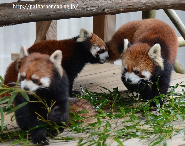 ２０１５年１２月　とくしま動物園　その３_a0052986_23551477.jpg