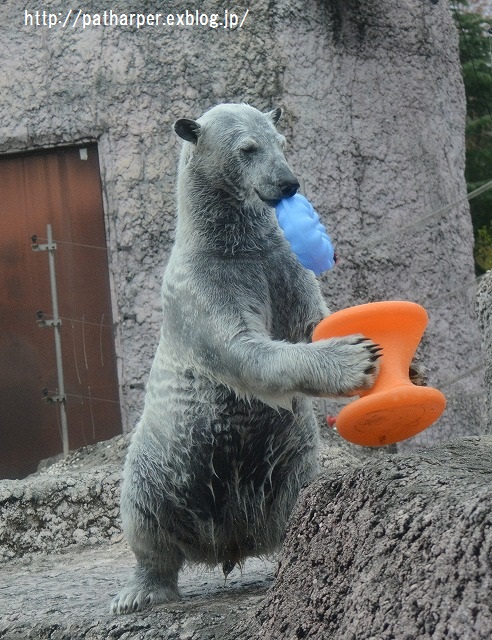 ２０１５年１２月　とくしま動物園　その３_a0052986_23575480.jpg