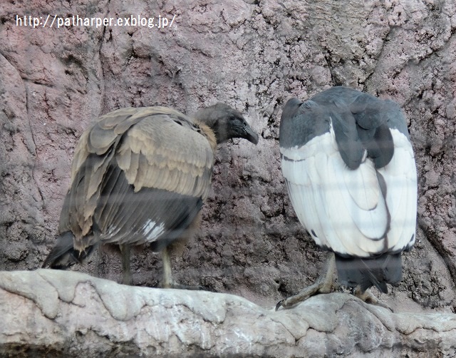 ２０１５年１２月　とくしま動物園　その３_a0052986_23594468.jpg