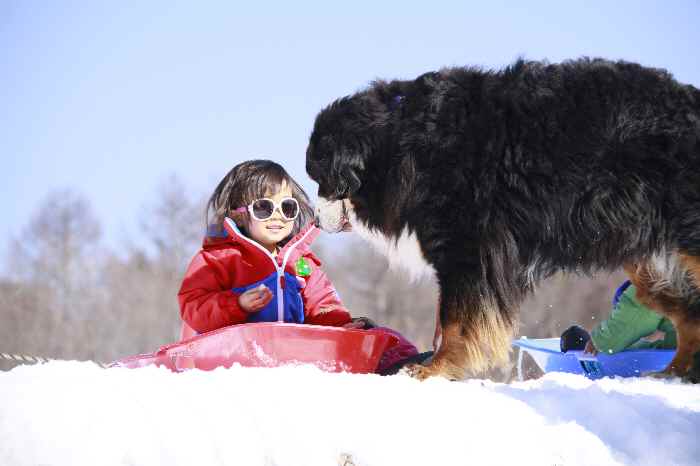 子供と犬の雪遊び　つづき_b0158390_1514342.jpg