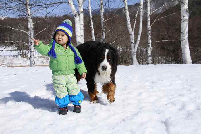 子供と犬の雪遊び　つづき_b0158390_1582586.jpg