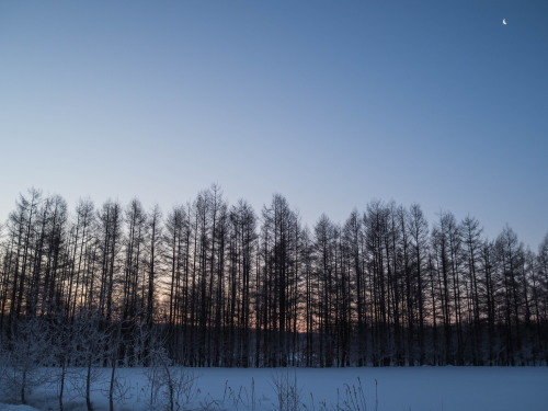 早朝・日の出前後の1時間～さらべつ霧氷劇場～_f0276498_12334115.jpg