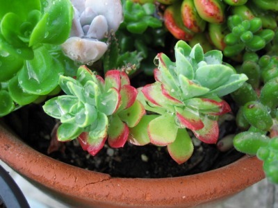 Sedum palmeri 薄化粧 (by メロ)_d0350900_08194430.jpg