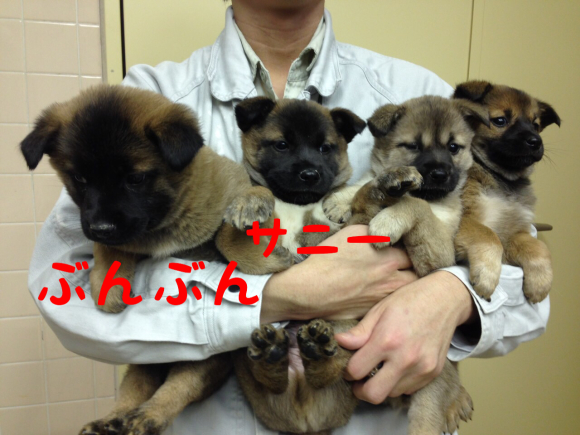 仔犬の飼い主さん募集中　20160205　_d0226013_21532142.jpg