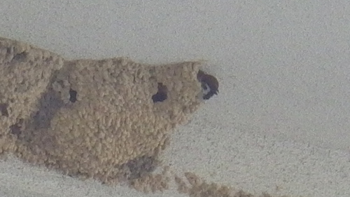 c0300035_1004851.jpg