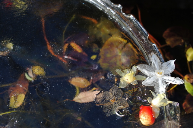 氷に閉じ込めた花 〜 凍らせて遊ぶ_d0101846_07163242.jpg