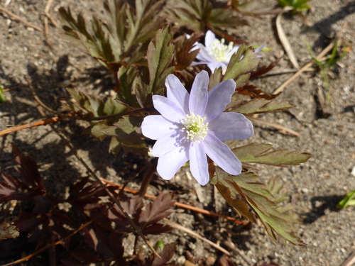 b0238249_20392494.jpg