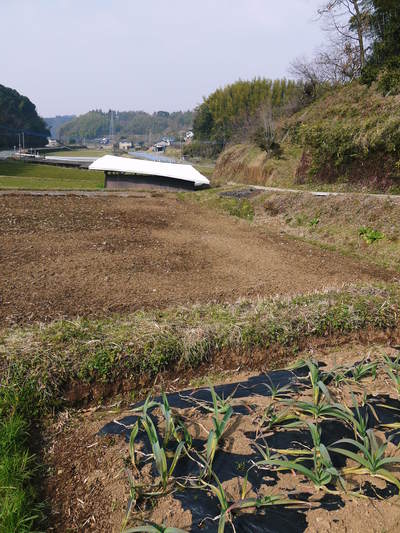 熊本産『ステビアにんにく』 今年も無農薬・無化学肥料栽培で元気に成長中!_a0254656_17295014.jpg