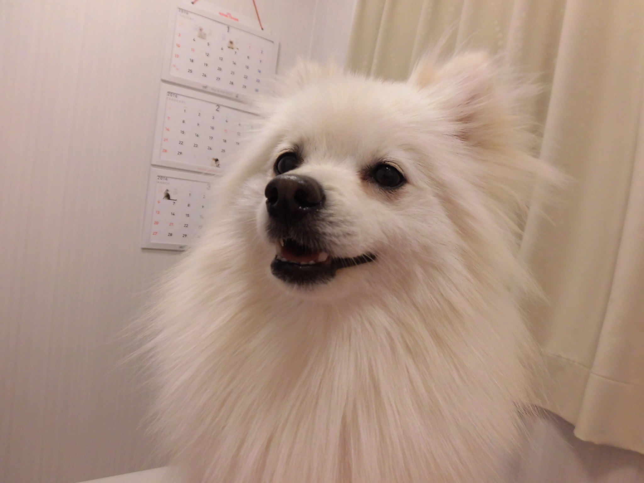 シャンプー_c0231772_1531137.jpg