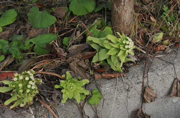 e0064375_13101837.gif