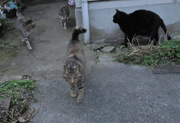 e0064375_1384226.gif
