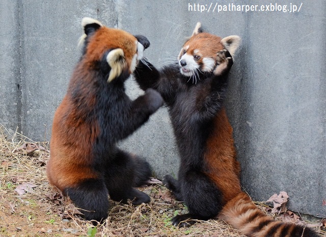 ２０１５年１２月　とくしま動物園　その３_a0052986_04484.jpg