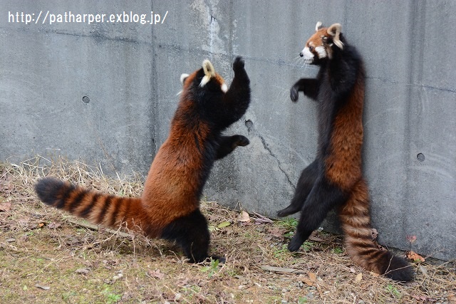 ２０１５年１２月　とくしま動物園　その３_a0052986_05661.jpg